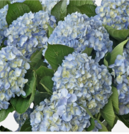 Hydrangea Blue - Select
